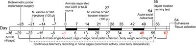 Effects of Immunization With the Soil-Derived Bacterium Mycobacterium vaccae on Stress Coping Behaviors and Cognitive Performance in a “Two Hit” Stressor Model